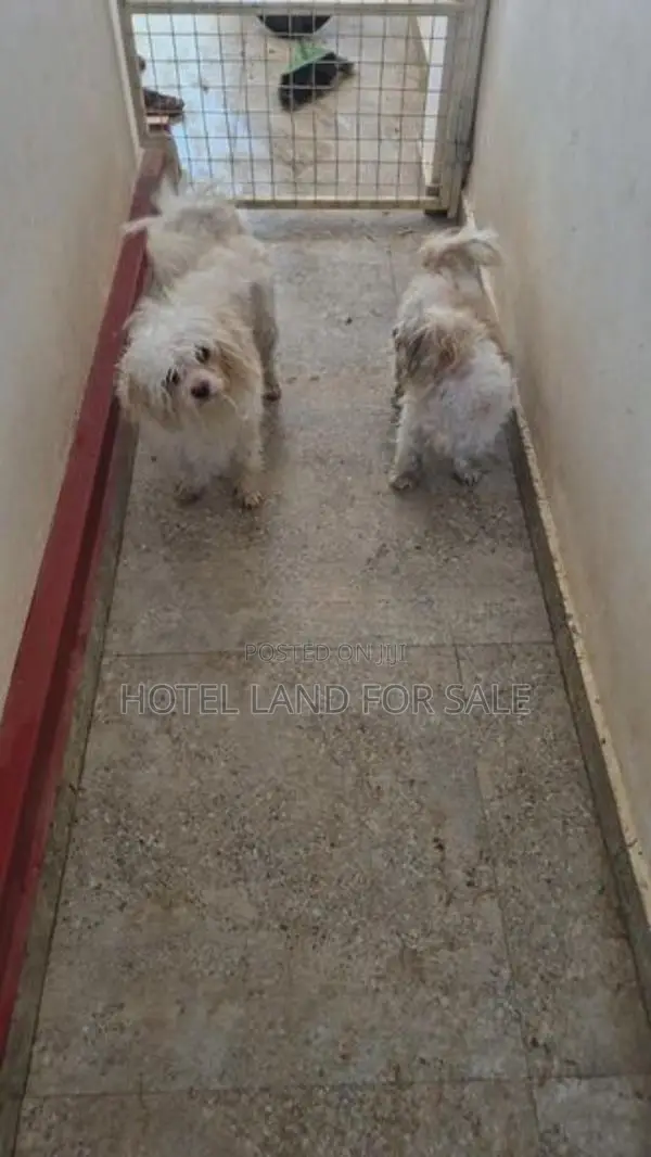 2.5 Years Old Zitsu Puppies Looking For Caring Family