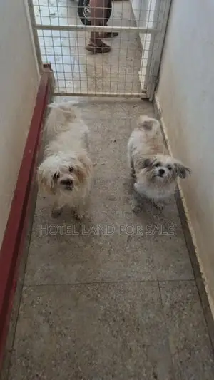 2.5 Years Old Zitsu Puppies Looking For Caring Family