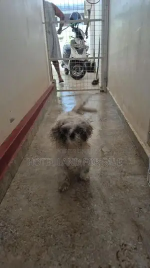 2.5 Years Old Zitsu Puppies Looking For Caring Family