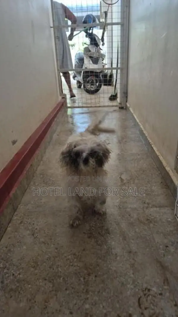 2.5 Years Old Zitsu Puppies Looking For Caring Family