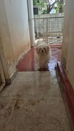 2.5 Years Old Zitsu Puppies Looking For Caring Family