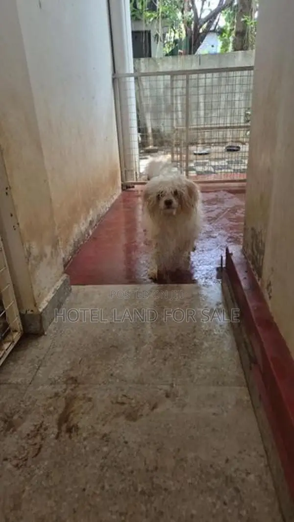 2.5 Years Old Zitsu Puppies Looking For Caring Family