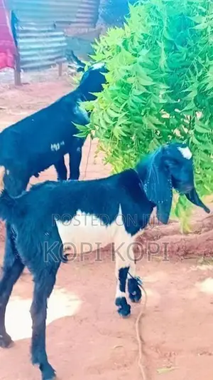 Kidai Kuddi