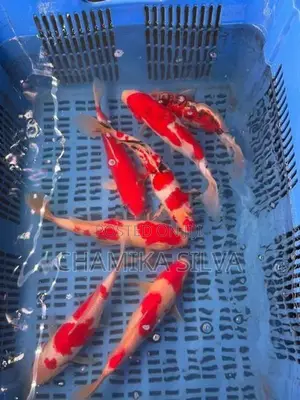 Koi Carp