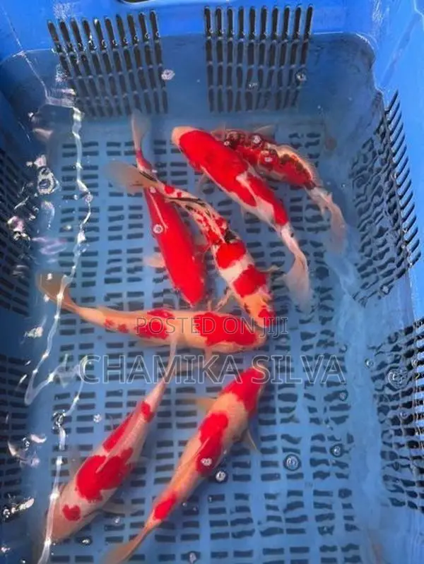 Koi Carp