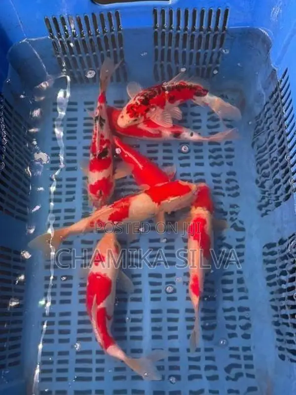 Koi Carp