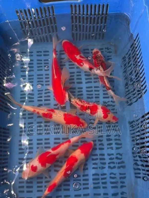 Koi Carp
