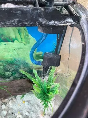 Fish Tank