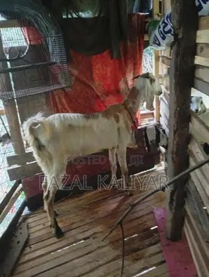 Jamunapari Goats