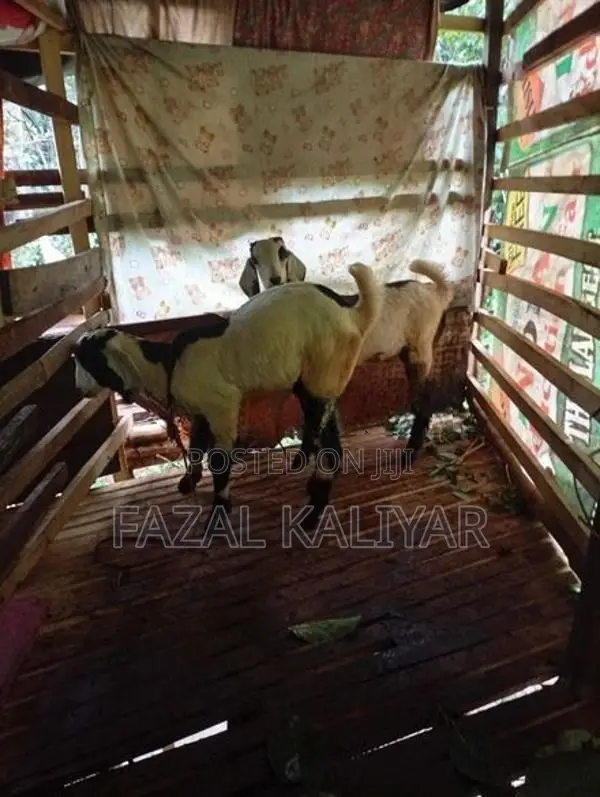 Jamunapari Goats