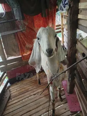 Jamunapari Goats
