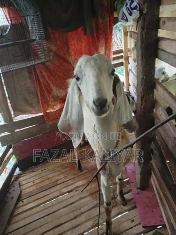 Jamunapari Goats