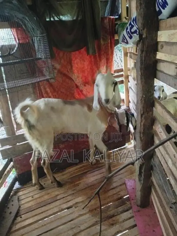 Jamunapari Goats
