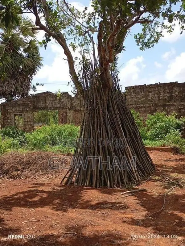கதியால் தடி