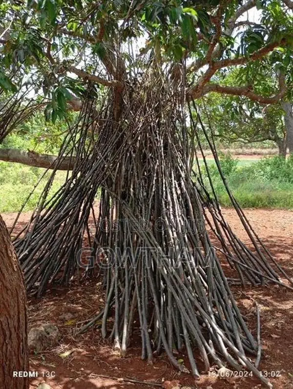 கதியால் தடி