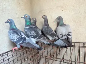 Pigeons