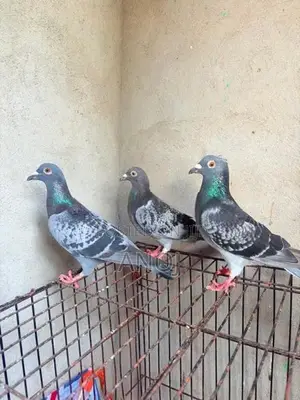 Pigeons