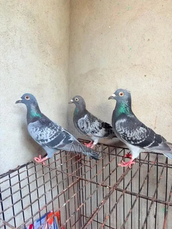 Pigeons