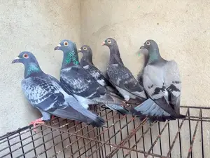 Pigeons