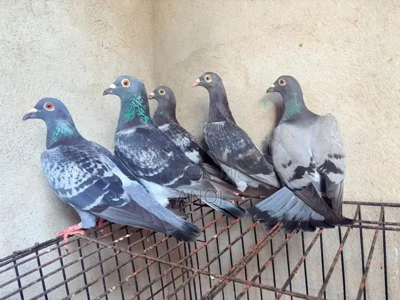 Pigeons