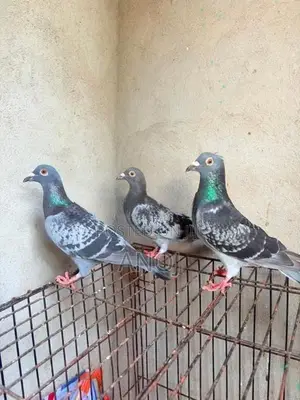 Pigeons