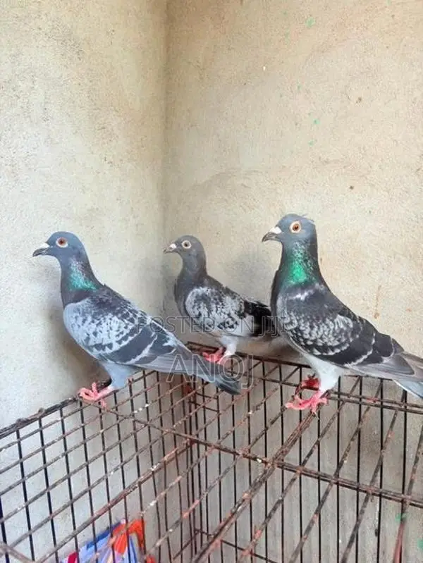 Pigeons