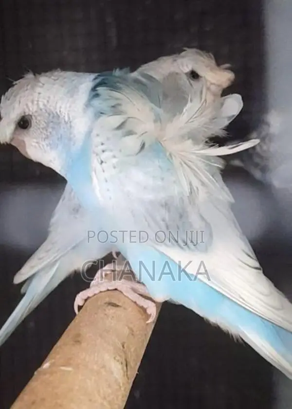 Hagoromo Love Birds