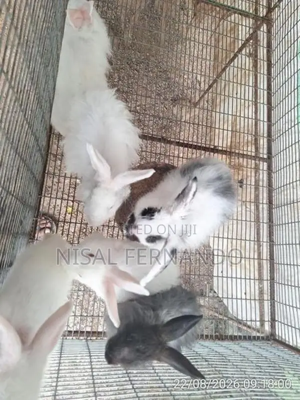 Rabbit