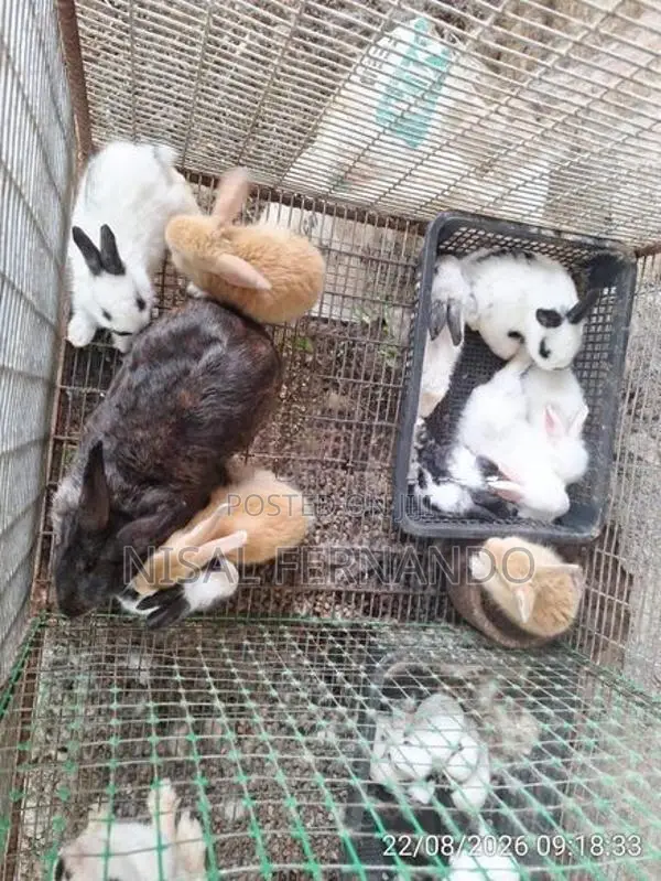 Rabbit