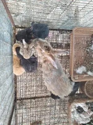 Rabbit