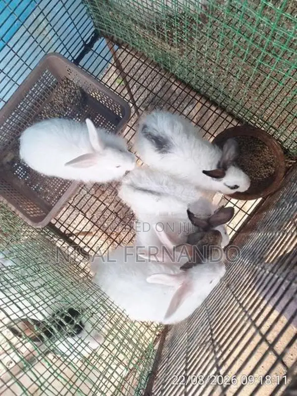 Rabbit