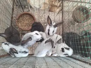 Rabbit