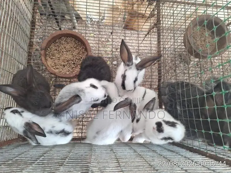 Rabbit