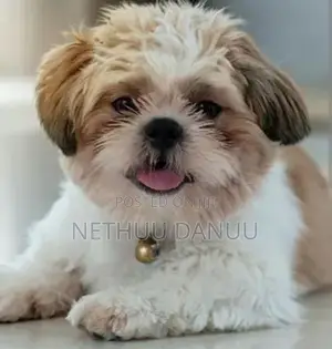 Shitzu Puppies