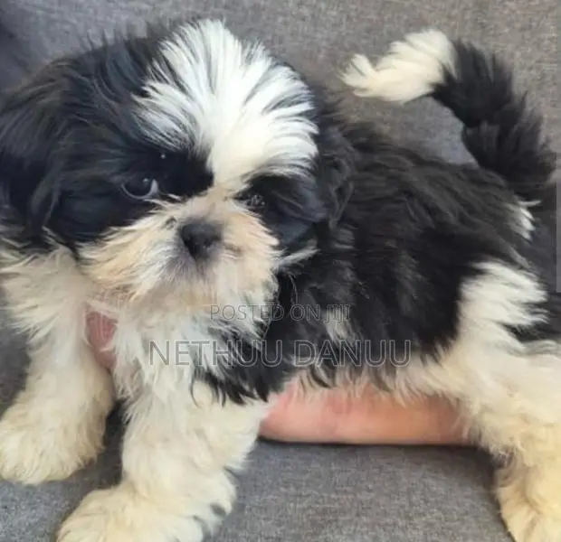 Shitzu Puppies