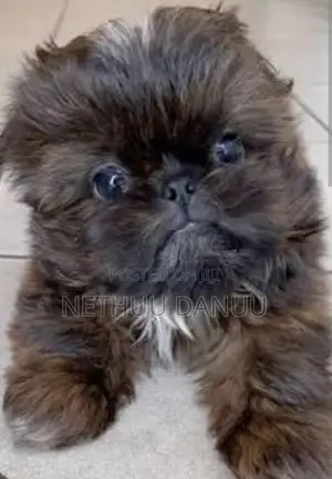 Shitzu Puppies
