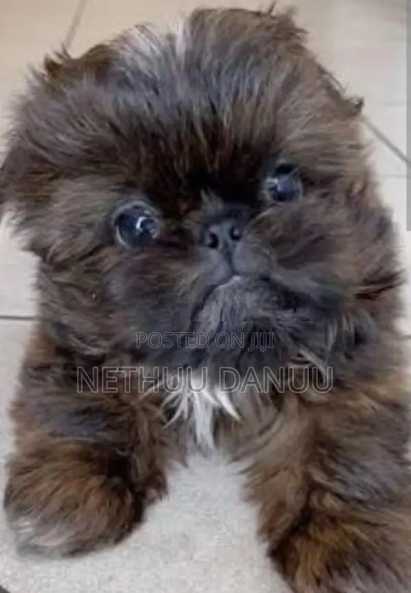 Shitzu Puppies