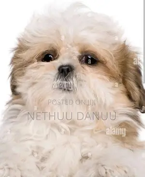 Shitzu Puppies