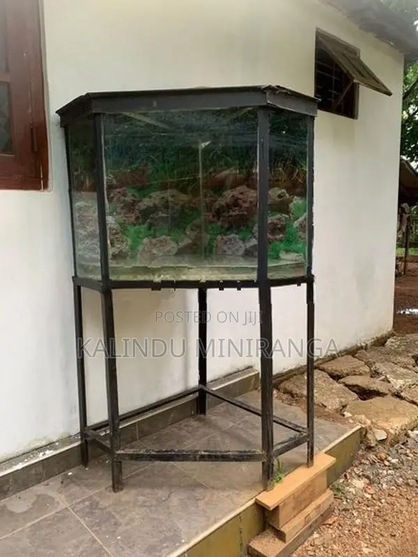 Fish Tank