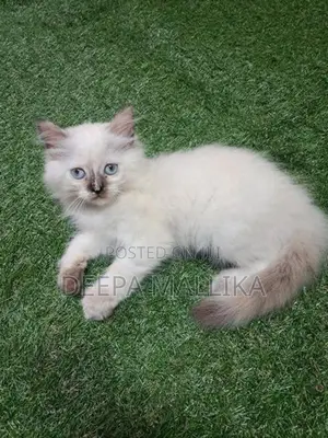 Persian Cat