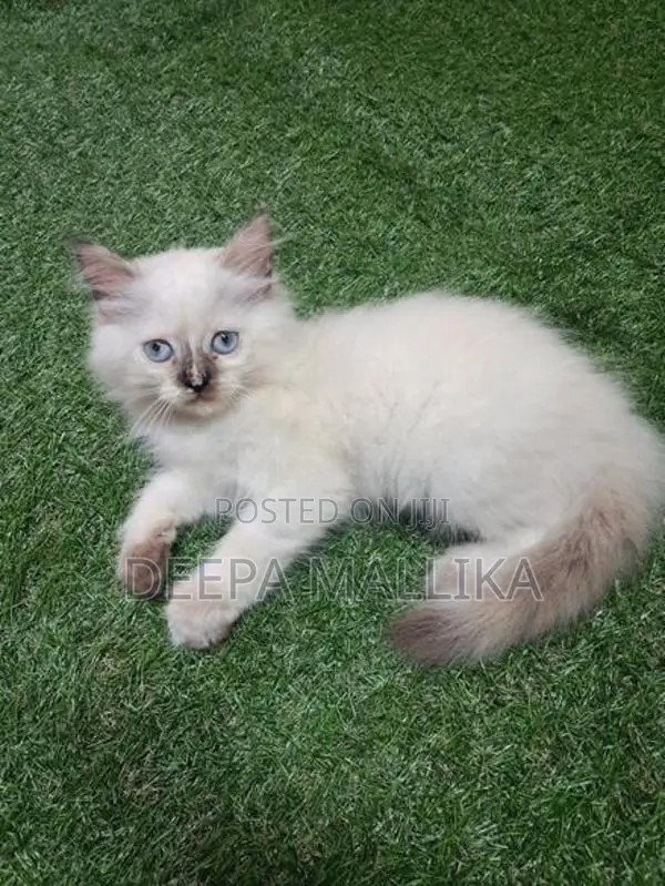 Persian Cat