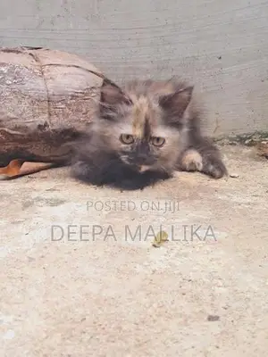 Persian Cat