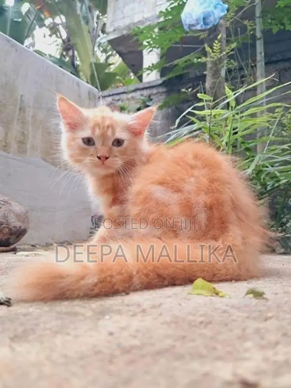 Persian Cat
