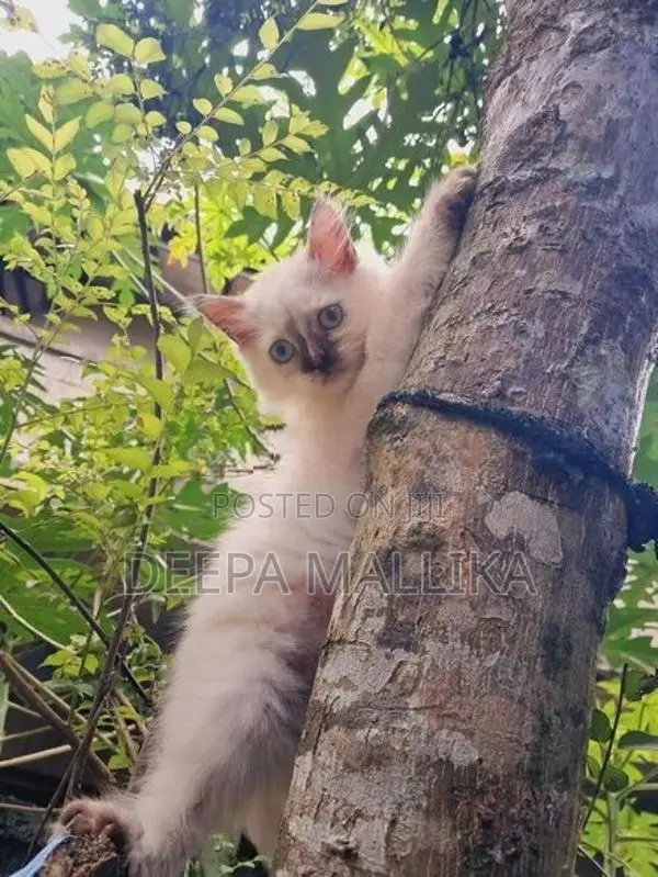 Persian Cat