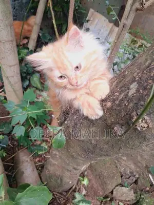 Persian Cat