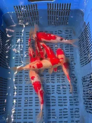 Koi Carp