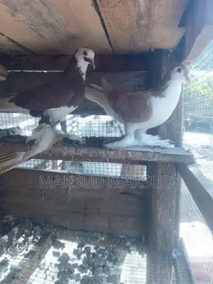 Pigeon