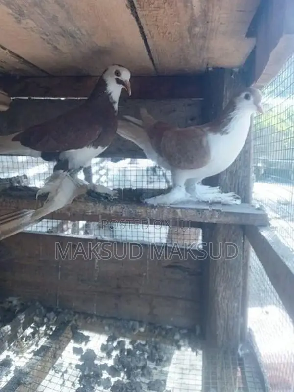 Pigeon