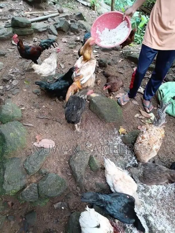 Farm Chicken