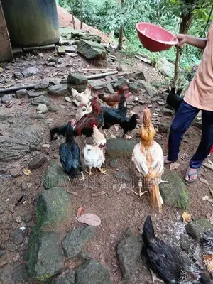 Farm Chicken